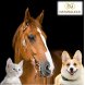 Foto 1: Analisador Qu�ntico para Animais + Terapia C�ES GATOS CAVALOS